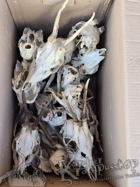 Reh Schädel mit Hörner Klein