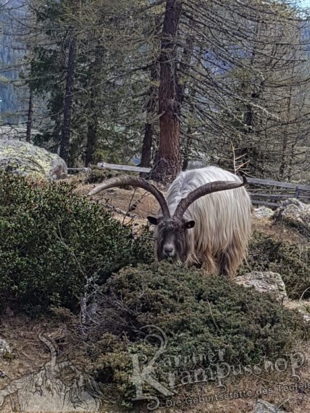 Schädel vom Ziegenbock