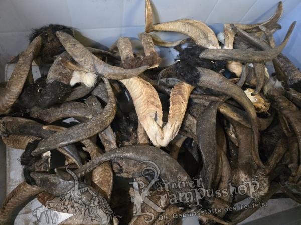ANGEBOT Bockhörner mit Schädel Gemischt