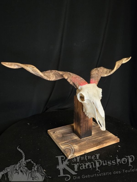 Zackelschaf Trophäe