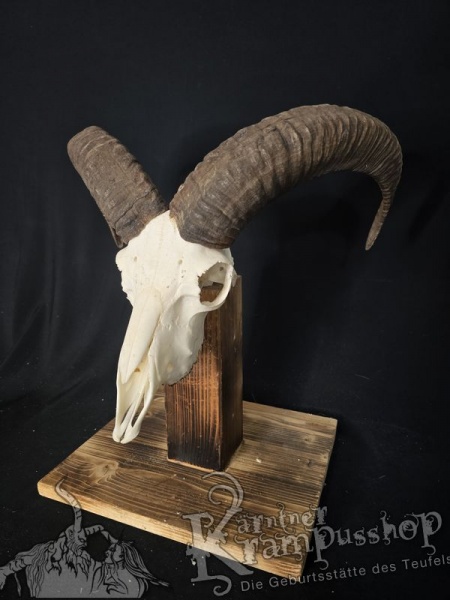 Mufflontrophäe