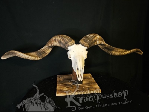 Hochland Widderhörner