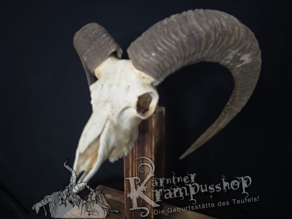 Mufflontrophäe