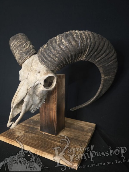 Mufflontrophäe