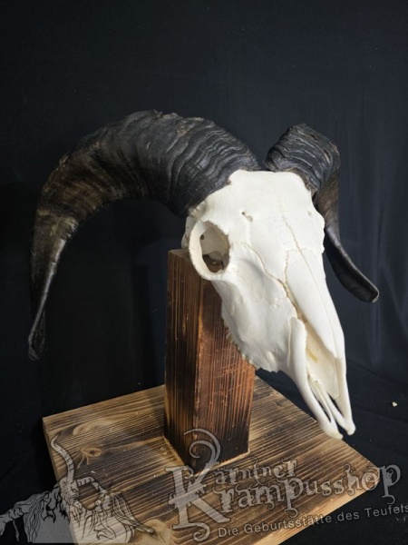 Haidschnucken Schädel