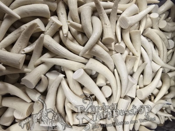 Krallen MITTEL Beige