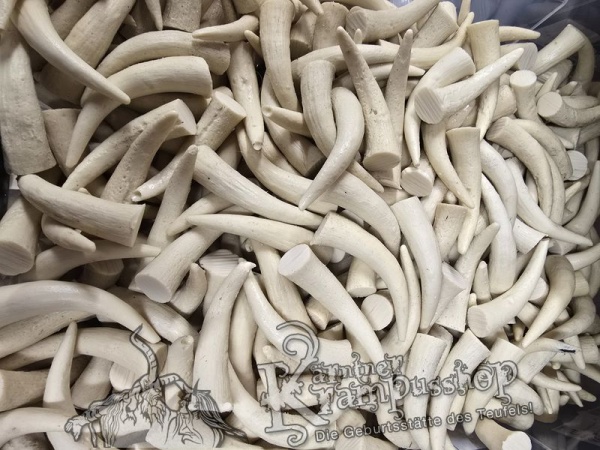 Krallen MITTEL Beige