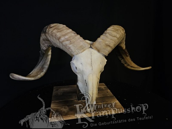 Hochland Widderhörner