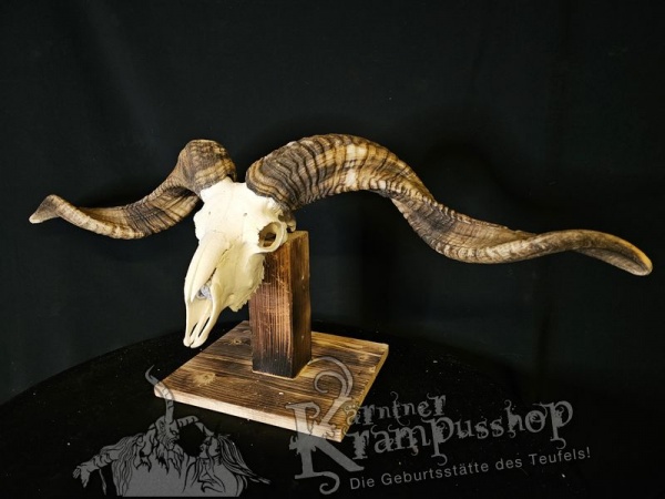 Hochland Widderhörner