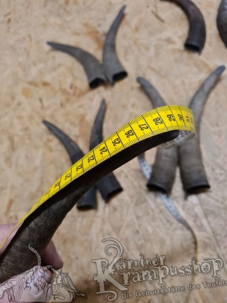 1 Paar Gaißhörner bis 30cm
