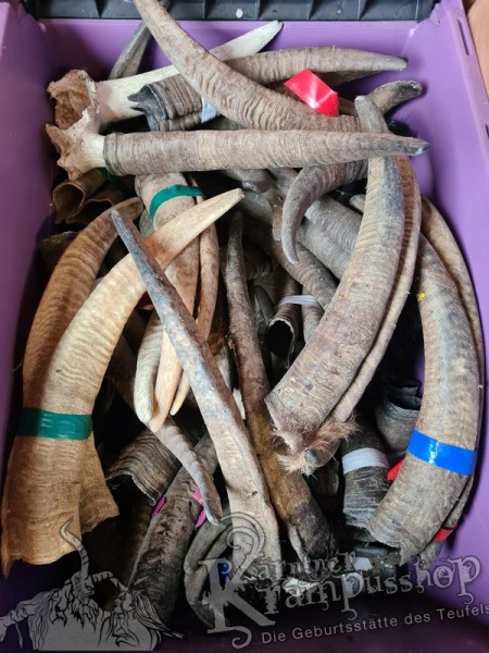 Gaishörner SCHNITZERPACKET