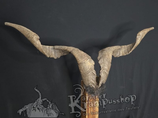 Ziegenbock mit Schädel aus der Region Apulien