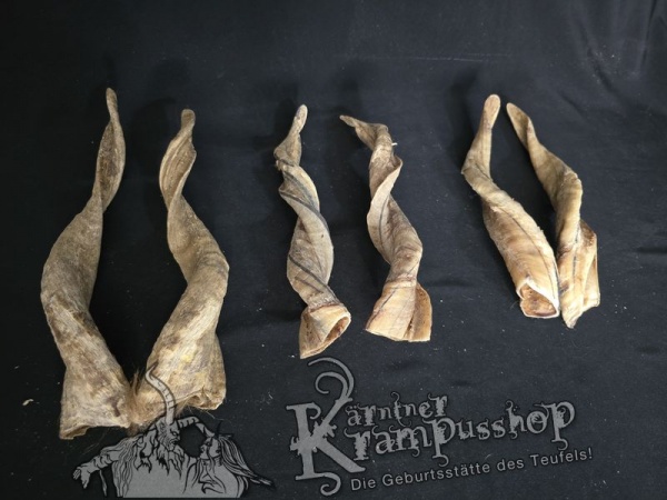 Zackelschaf Hörner Hell