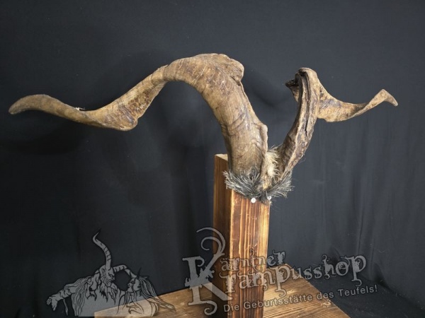 Ziegenbock mit Schädel aus der Region Apulien