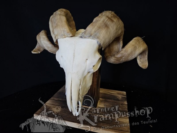 Hochland Widderhörner