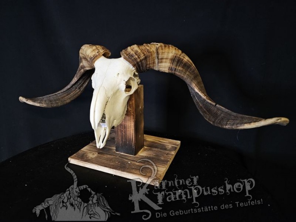 Hochland Widderhörner