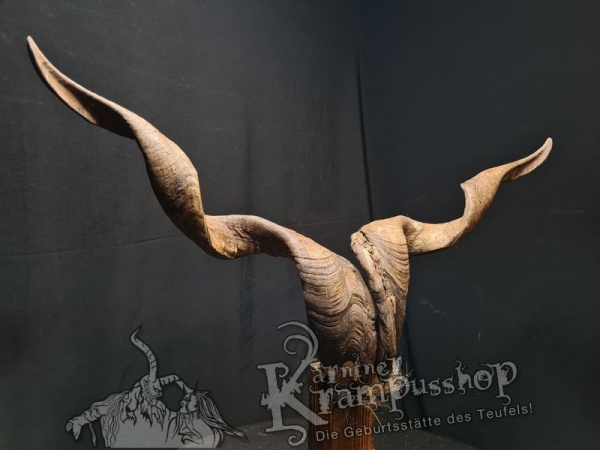 Ziegenbock mit Schädel aus der Region Apulien