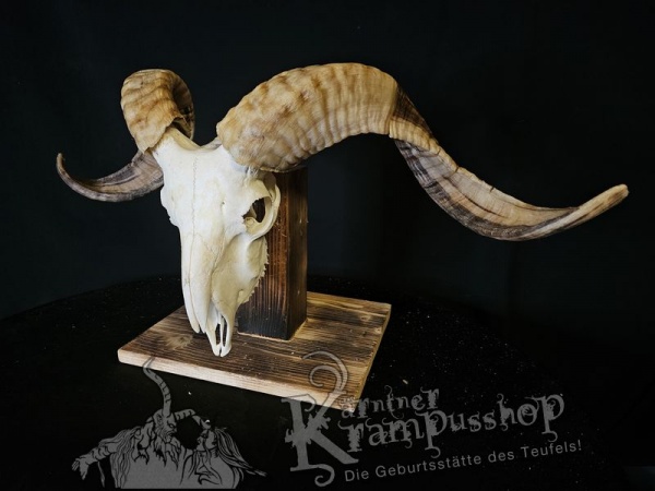 Hochland Widderhörner