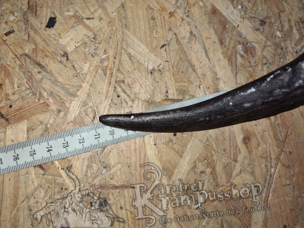 Afrikanischer Mähnenspringer Aoudad