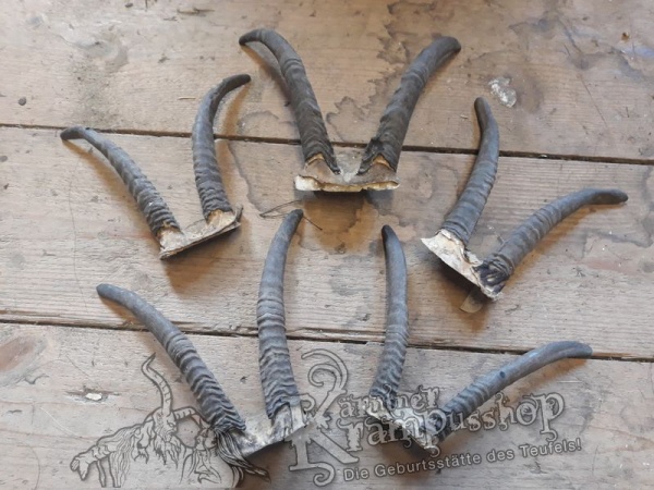 Gaiß Schädel klein