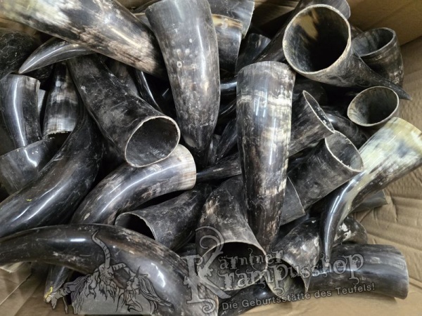 Polierte Kuhhörner Trinkhörner