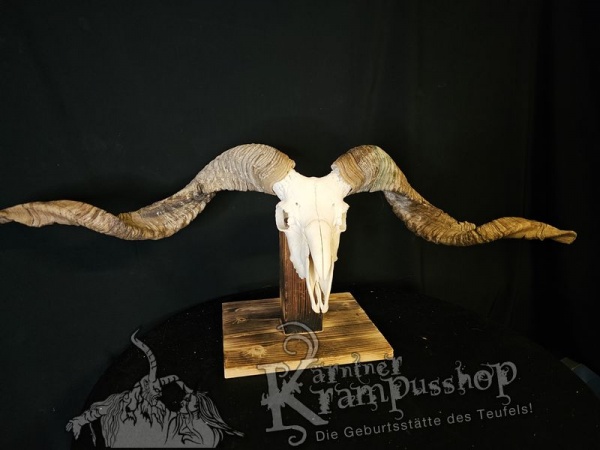 Hochland Widderhörner