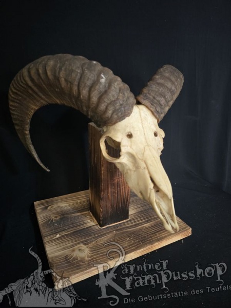 Mufflontrophäe