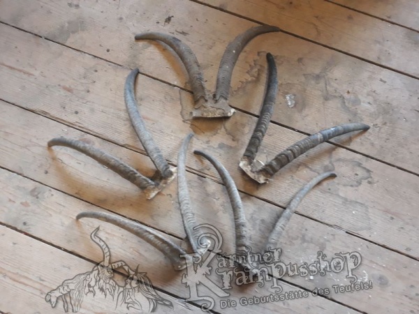 Gaiß Schädel Gross