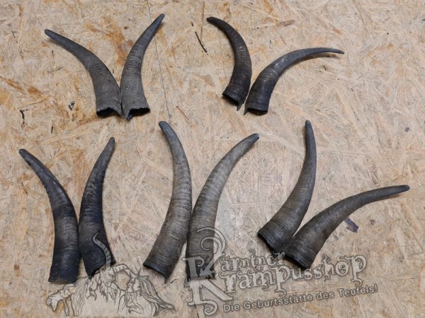 1 Paar Gaißhörner bis 30cm