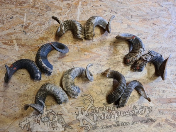 Heimische Widder NATUR Eingedreht Gewachsen