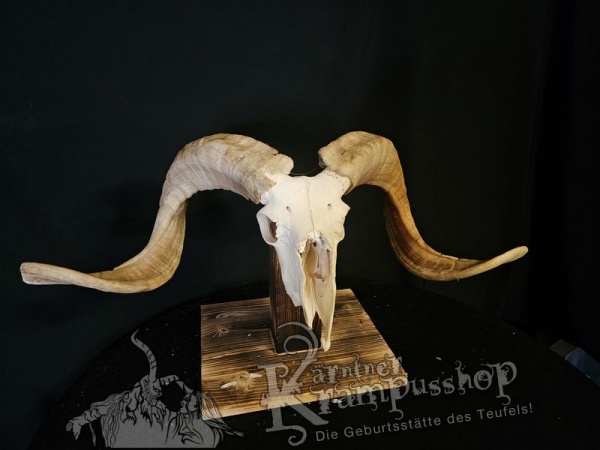 Hochland Widderhörner