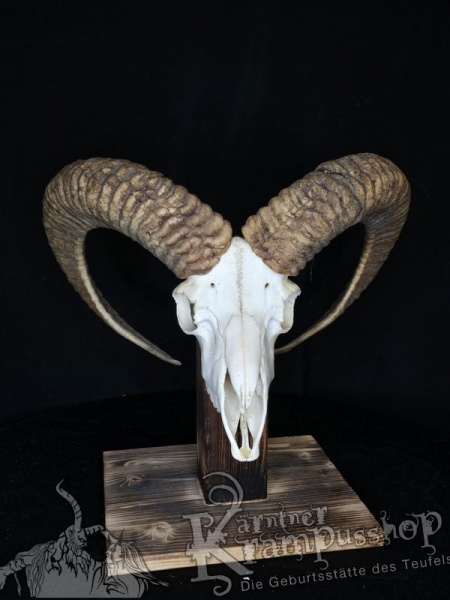 Mufflontrophäe