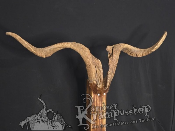 Ziegenbock mit Schädel aus der Region Apulien