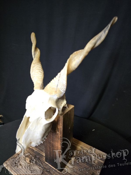 Zackelschaf Trophäe