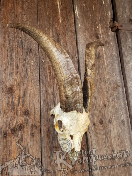 Schädel von der Ziege