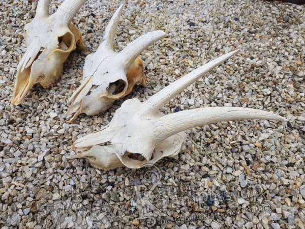 Ziegenbock Schädelknochen