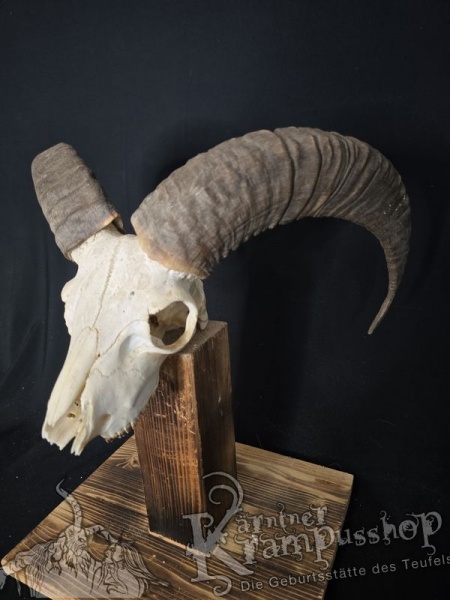 Mufflontrophäe