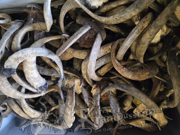 ANGEBOT Bockhörner mit Schädel Gemischt