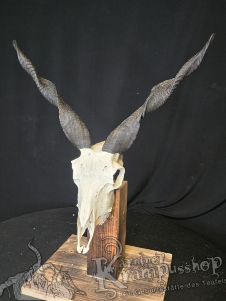 Zackelschaf Trophäe