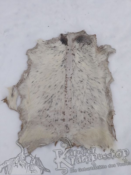 Ziegenfell ausrasiert Weiss