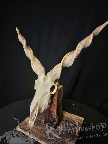 Zackelschaf Trophäe