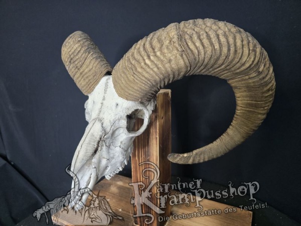 Mufflontrophäe