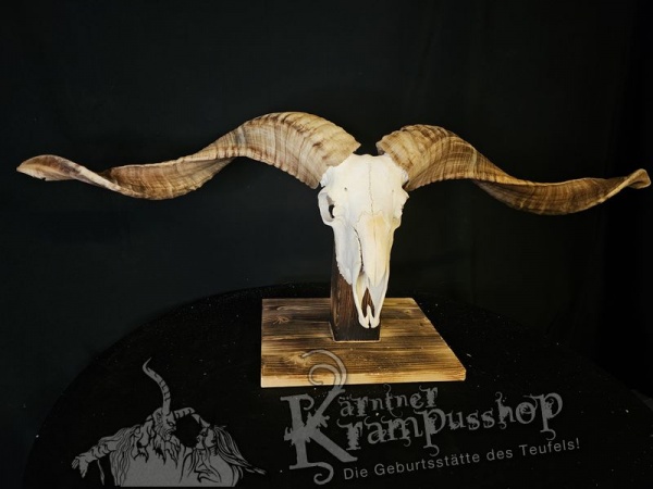 Hochland Widderhörner