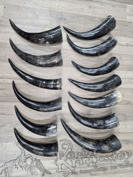 Polierte Kuhhörner Trinkhörner