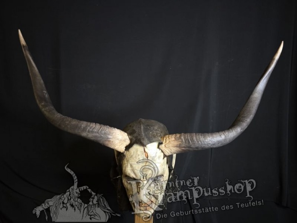 Nyala Antilope gross