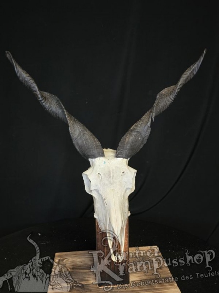 Zackelschaf Trophäe