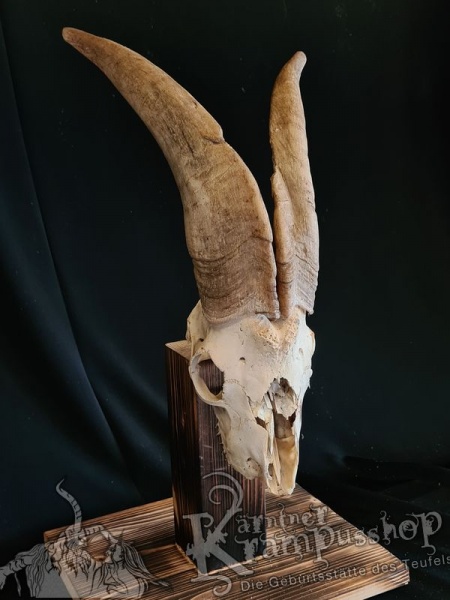 Ziegenbock Schädel