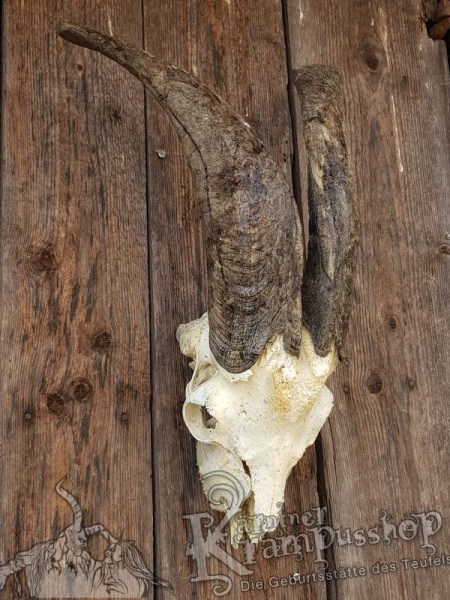 Schädel von der Ziege
