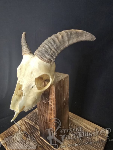 Mufflontrophäe
