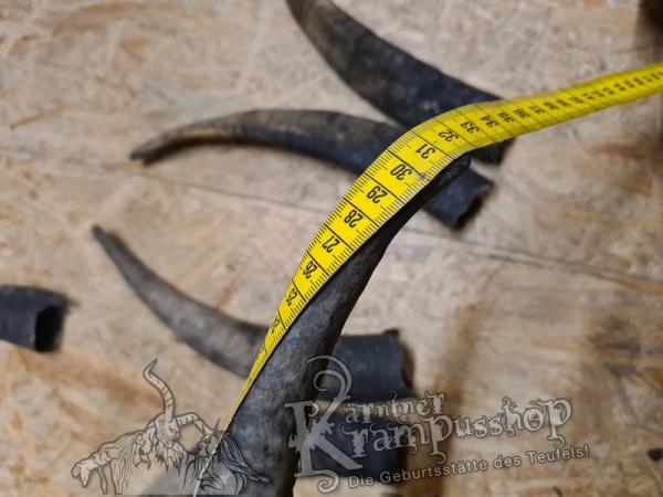 1 Paar Gaißhörner bis 35cm